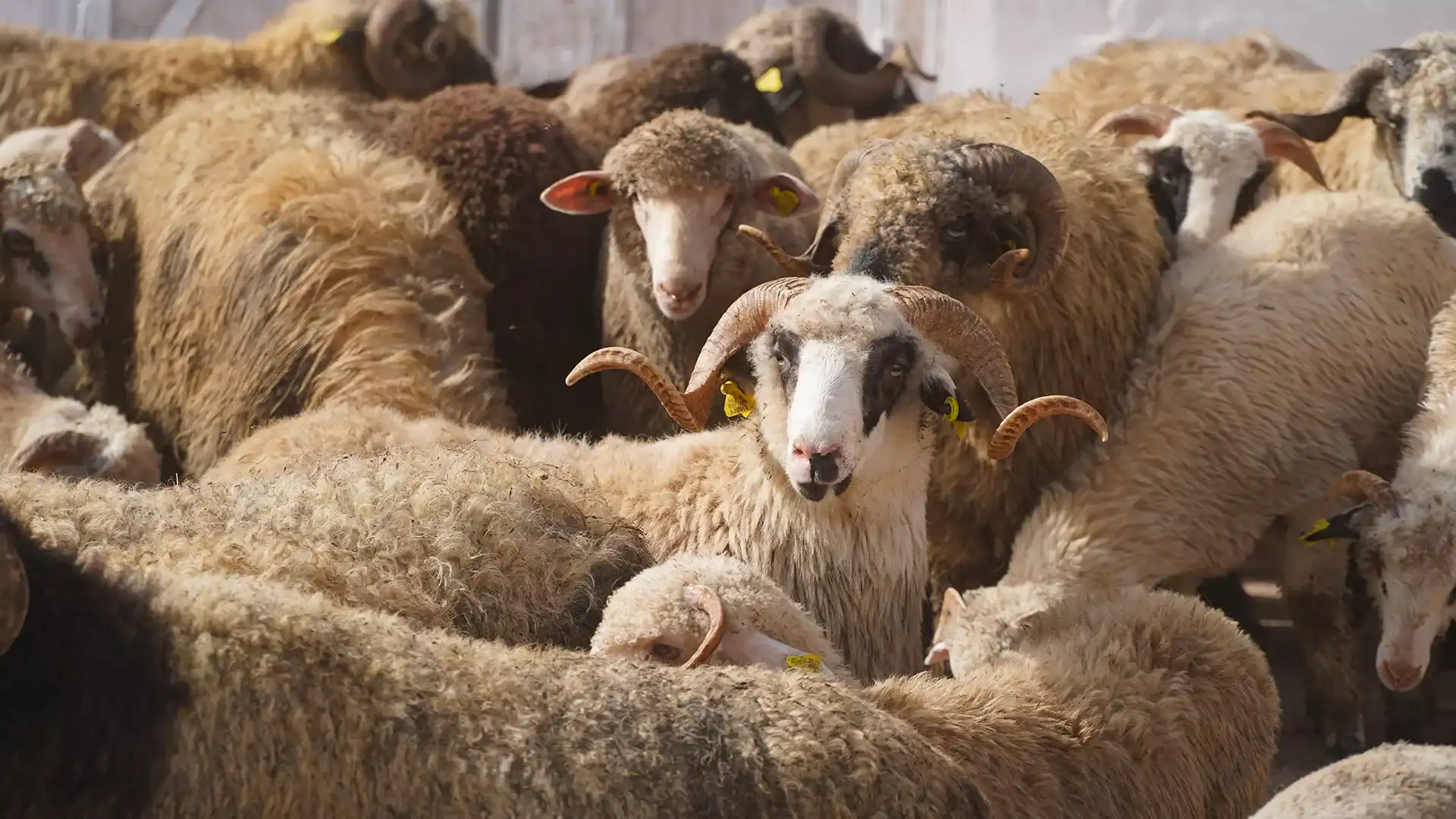 Moutons d'élevage en attente d'importation en Algérie.