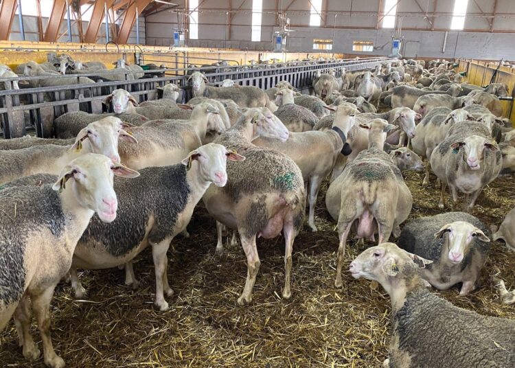 Sheep Date : l'innovation qui transforme l'élevage ovin