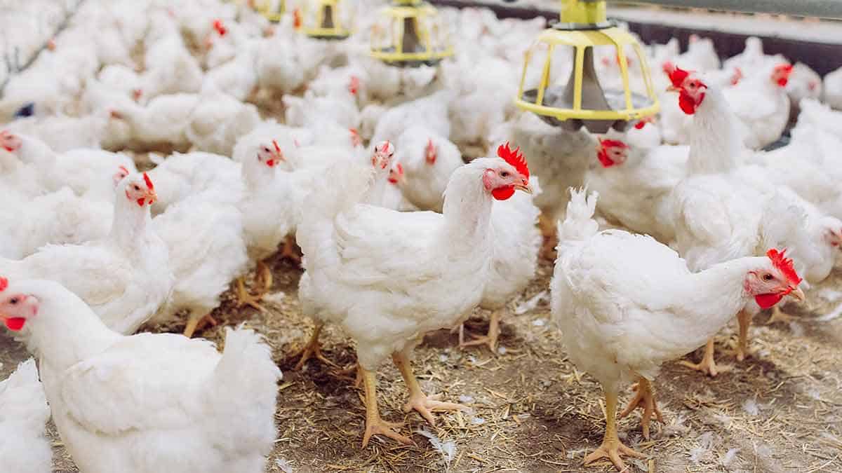 Poules blanches dans une ferme avicole en Algérie.