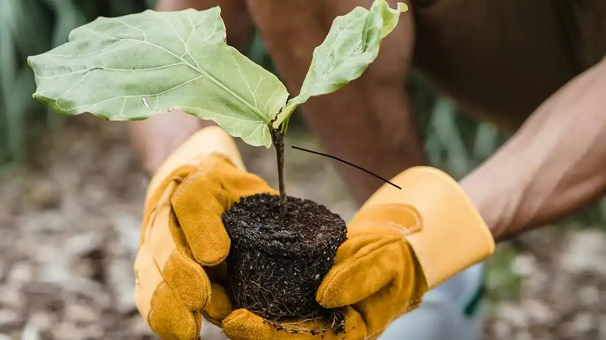 Reboisement massif en Algérie : découvrez la date clé