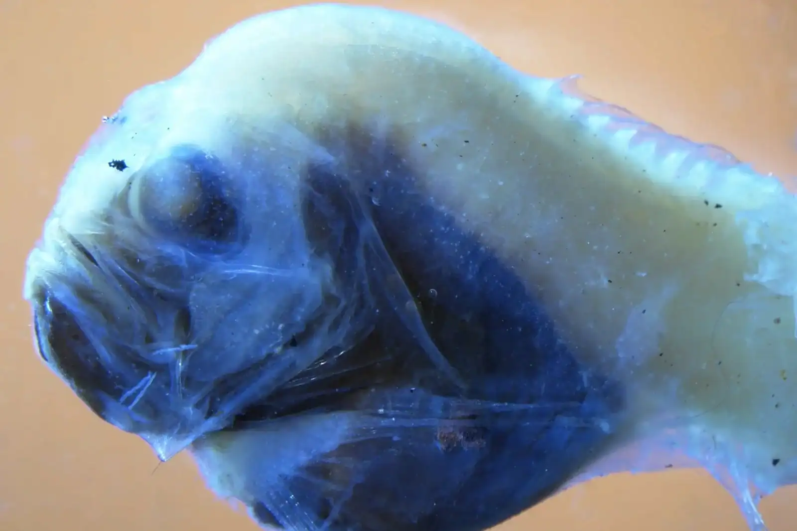 Algérie : découverte d'une sardine unique en son genre ! Sardine mystérieuse avec coloration bleue et forme inhabituelle.
