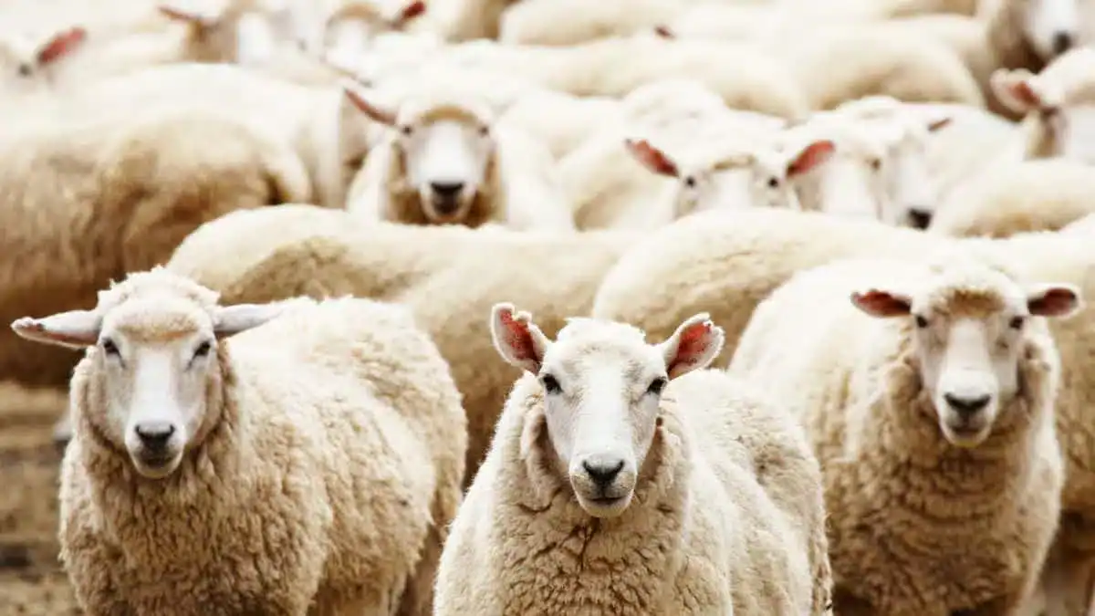 Prix des moutons pour l’Aïd El Adha en Algérie : le détail qui pourrait tout changer Moutons pour l’Aïd El Adha en Algérie, prix et marché.