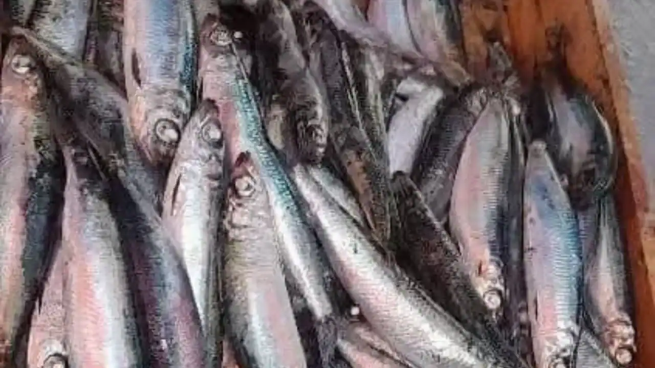 Algérie : découverte d'une sardine unique en son genre ! Algérie : découverte d'une sardine unique en son genre !