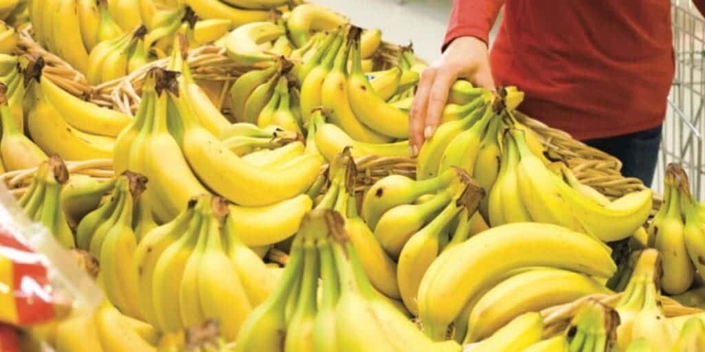 Blida cultive la banane là où régnaient les agrumes Bananas fraîches en rayon, prêt à être achetées.