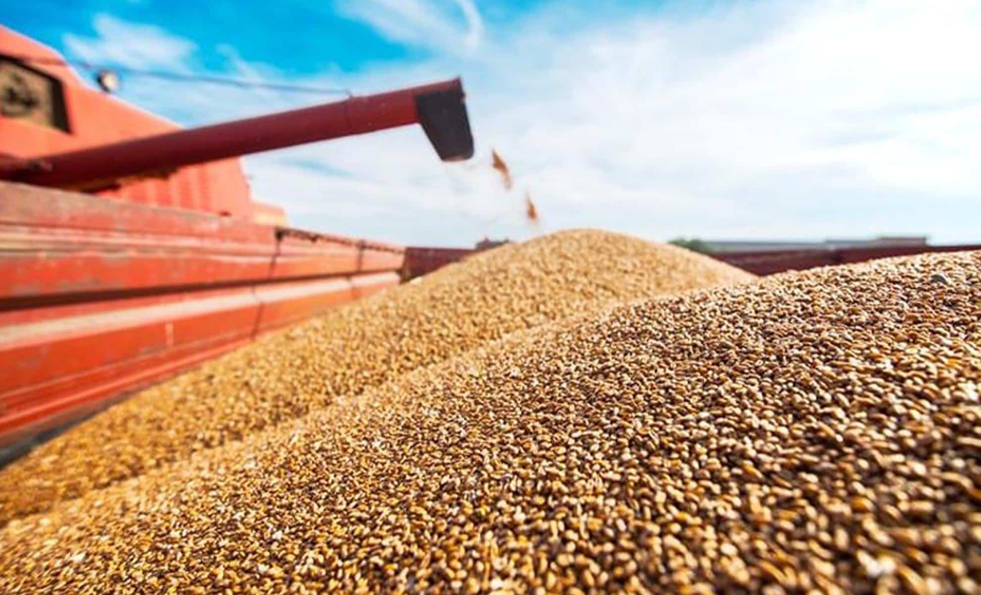 Blé français : le Maroc rafle le marché, l’Algérie recule Grain de blé prêt pour la récolte en Algérie.