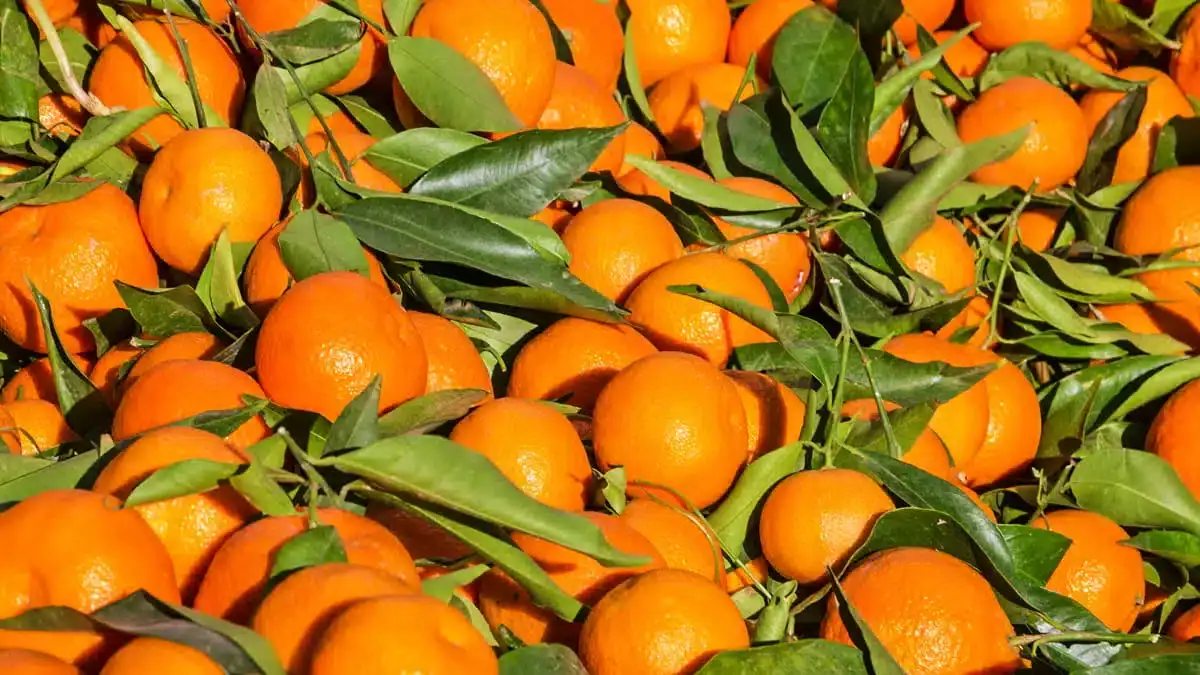 Des mandarines marocaines rejetées : une affaire troublante ! Mandarines marocaines avec feuilles vertes, récolte fraîche.