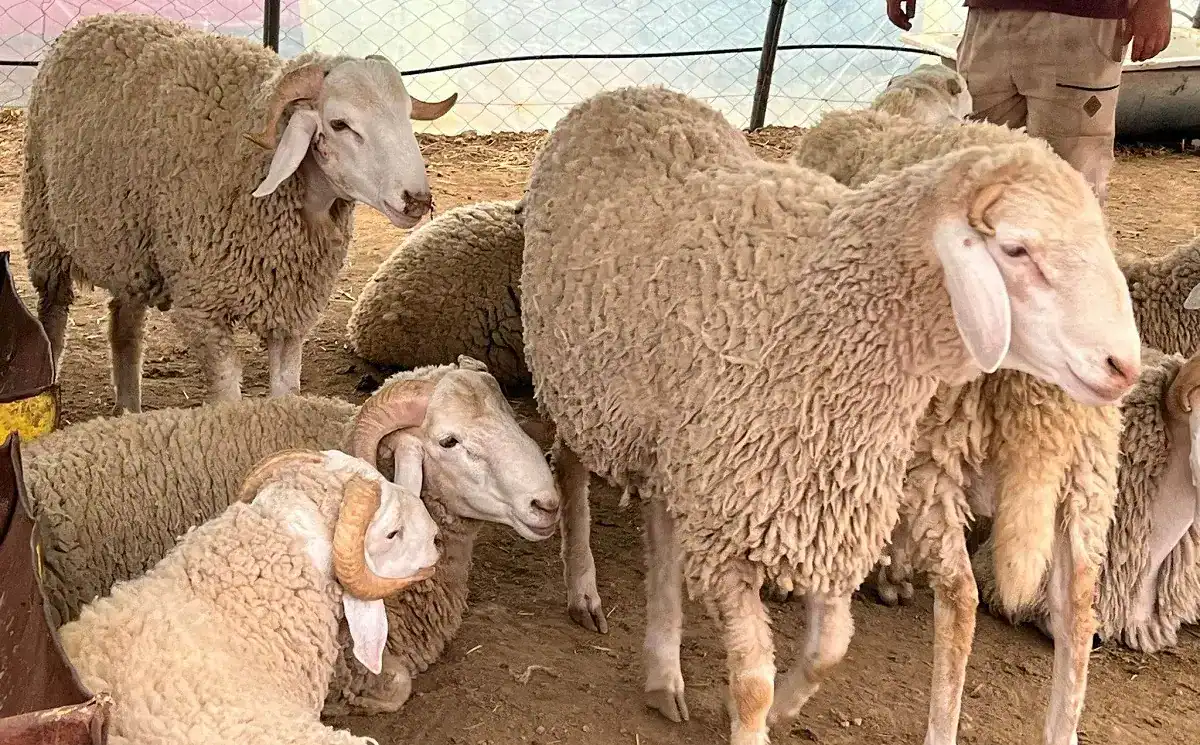Moutons en Algérie : pourquoi les prix s’envolent ? Moutons d'Algérie dans un enclos, prêts à être vendus ou élevés.