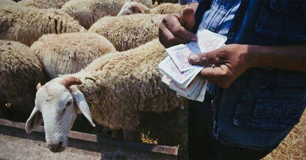 Aïd-el-Adha : Mystère du prix élevé du mouton en Algérie Vente de moutons pour l'Aïd, homme avec argent et moutons en arrière-plan.