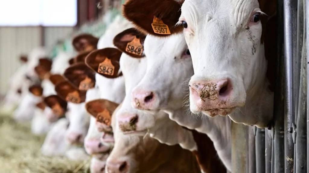 Baladna Algérie : importation de 30,000 vaches des USA Vaches laitières blanches dans un élevage moderne en Algérie.