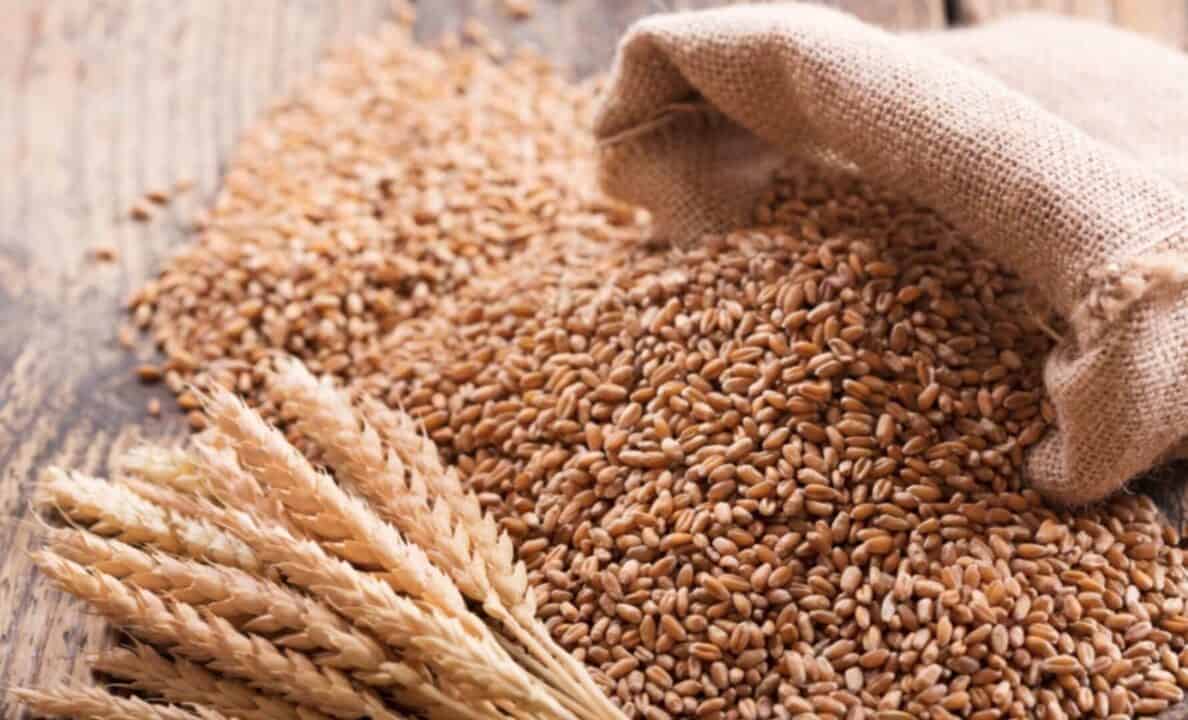 Pourquoi l'Algérie tourne le dos au blé français ?