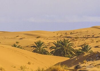 Dunes de sable et palmiers dans le Sahara algérien.