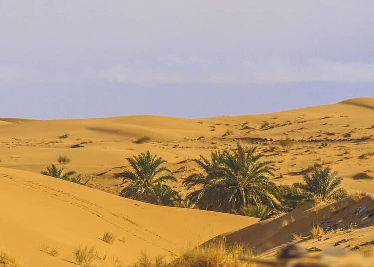 Découvrez le nombre de touristes au Sahara algérien en 2025 Découvrez le nombre de touristes au Sahara algérien en 2025