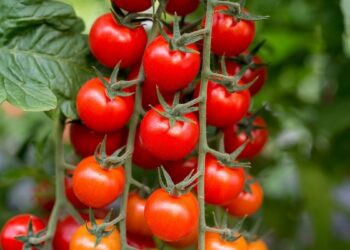 Les surprenantes fluctuations du prix de la tomate en Algérie