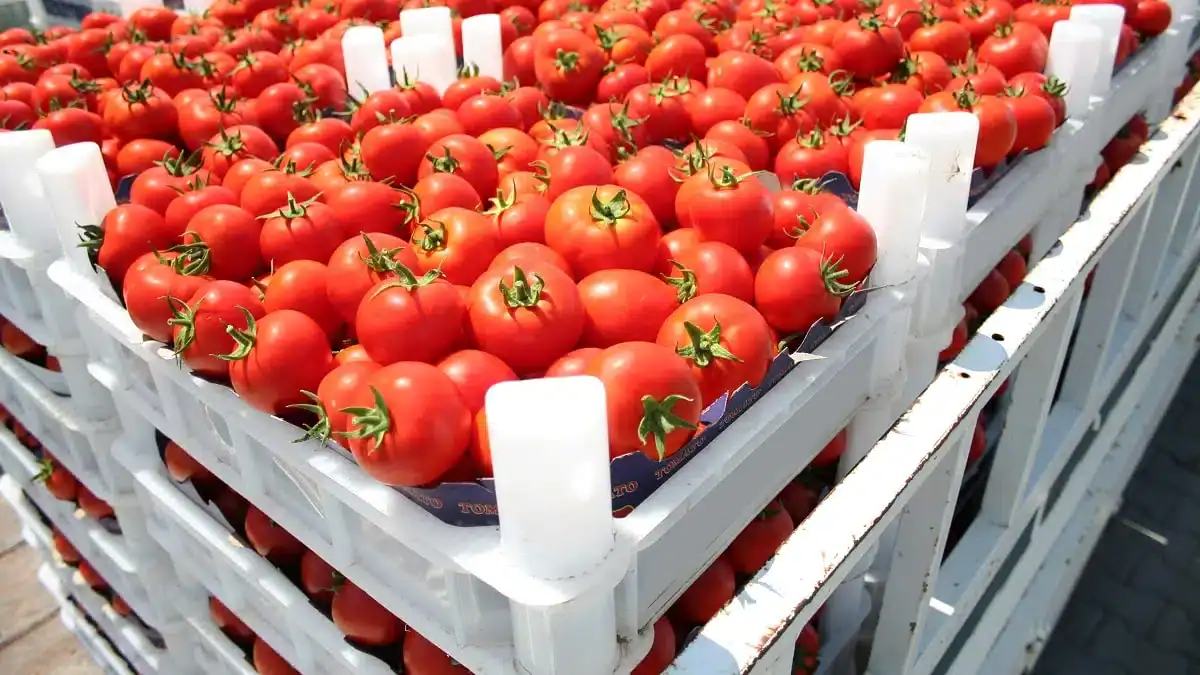 Exportations inédites : l’Algérie mise sur les tomates cerises et l’acier Tomates cerises rouges dans une caisse pour exportation en Algérie.