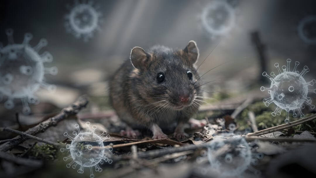 Hantavirus : ce que révèle ce virus transmis par rongeurs Souris dans la nature avec virus illustré autour d'elle.