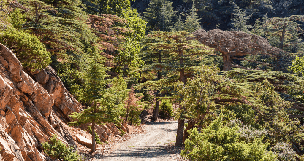 Sentier forestier en Algérie avec arbres et rochers.