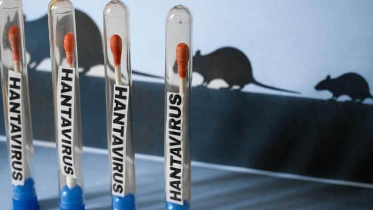 Algérie : ce que prévoit le plan contre l'hantavirus
