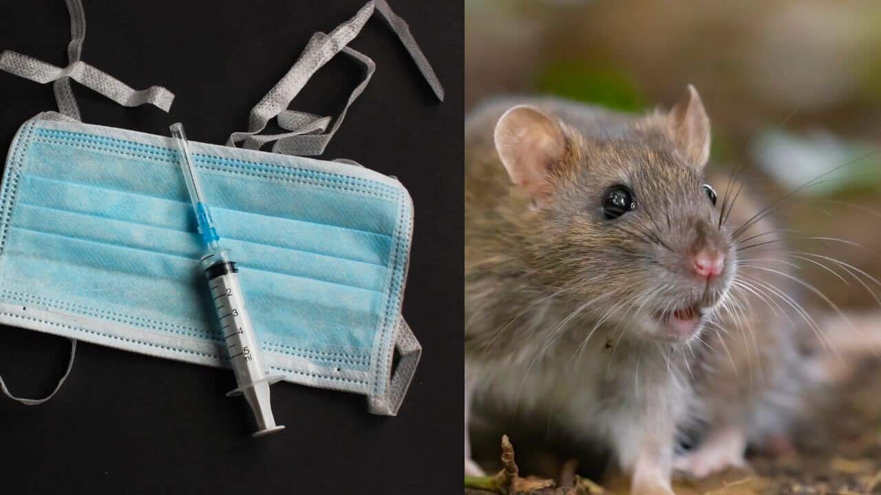Hantavirus : ce que révèle ce virus transmis par rongeurs Image de rongeurs et matériel médical pour la prévention du hantavirus.