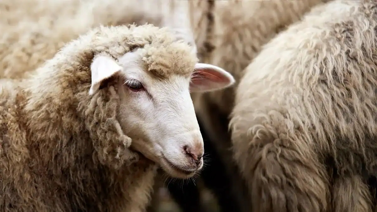 Adhahi.dz : voici la date limite des ventes des moutons importés Mouton laineux avec laine épaisse et douce.