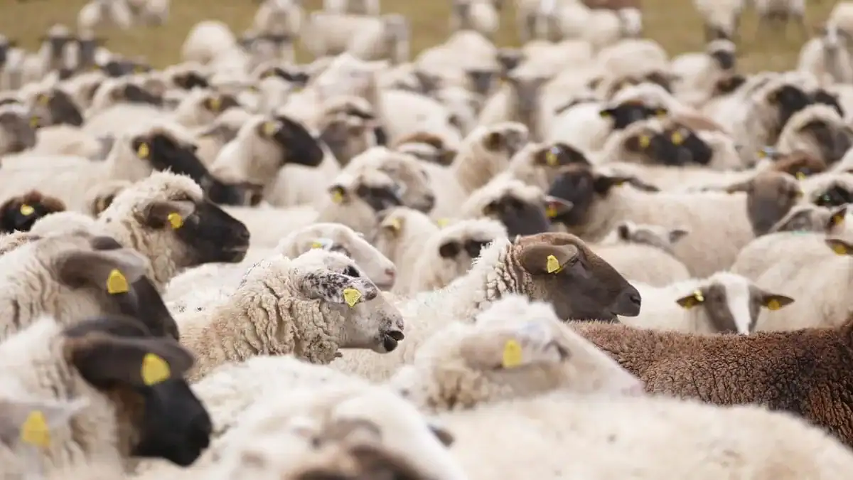 Adhahi.dz : voici la date limite des ventes des moutons importés Moutons importés pour l'Aïd, vente de moutons en Algérie.